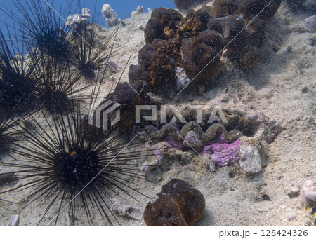 Shell of a Bivalve Tridacne among sea urchins on a coral reef in the South China Sea 128424326