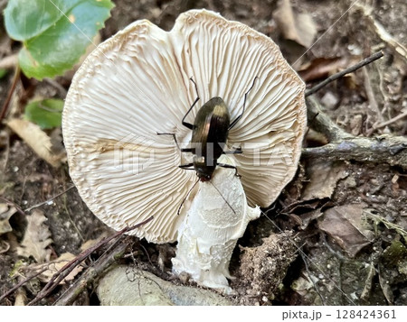 キノコを食べているキマワリ キノコを食べているキマワリ 128424361