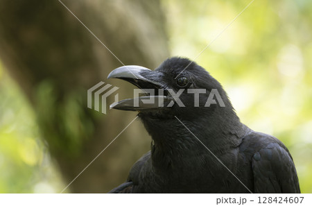 カァと鳴いて、空を見る 128424607
