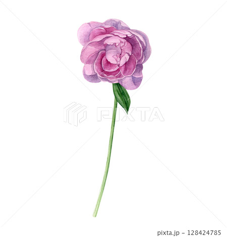 Watercolor of pink peony. Hand-painted flower on a white background. Good for postcards, invitations, greeting cards Watercolor of pink peony. Hand-painted flower on a white background. Good for postcards, invitations, greeting cards 128424785