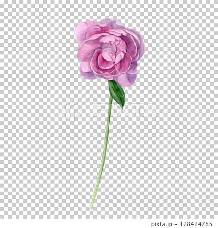 Watercolor of pink peony. Hand-painted flower on a white background. Good for postcards, invitations, greeting cards Watercolor of pink peony. Hand-painted flower on a white background. Good for postcards, invitations, greeting cards 128424785