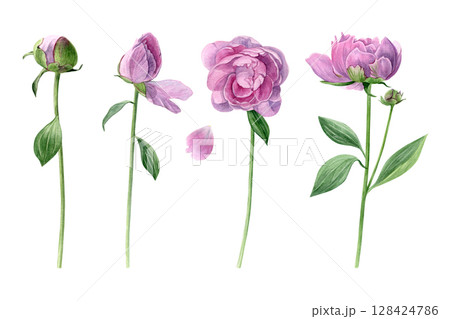 Set of pink peonies. Watercolor of summer flowers with leaves isolated on a white background. Good for postcards, invitations, greeting cards 128424786