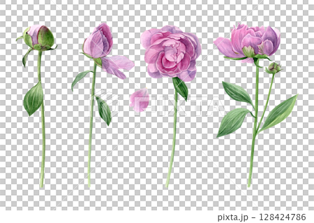 Set of pink peonies. Watercolor of summer flowers with leaves isolated on a white background. Good for postcards, invitations, greeting cards 128424786