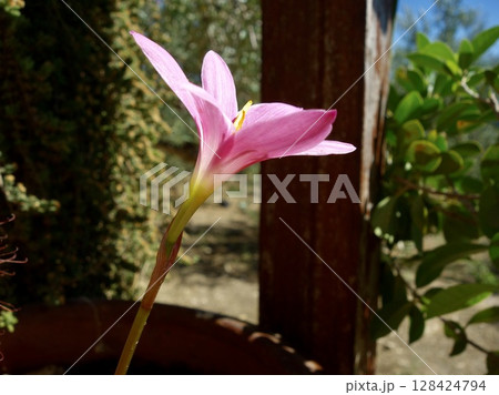 ゼフィランサスの花 128424794