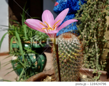 ゼフィランサスの花 128424796