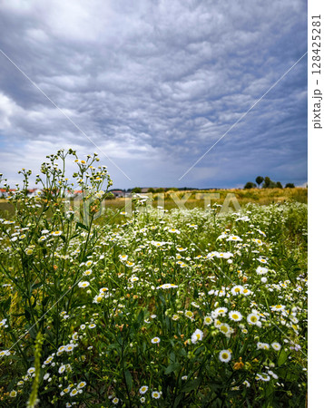 Wildflower Meadow With White Daisies Under Dramatic Sky: Blooming Field Near Village With Storm Clouds In The Background 128425281