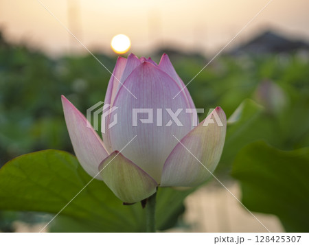 朝日を迎える蓮の花 朝日を迎える蓮の花 128425307