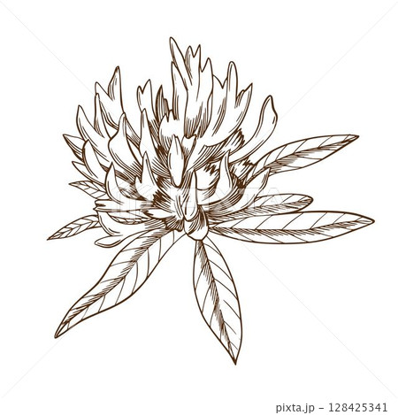 Clover. Meadow flowers vector ink illustration. Handmade ink art work. 128425341