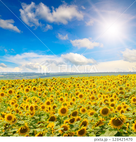 Sunflowers field on sky background. Sunflowers field on sky background. 128425470