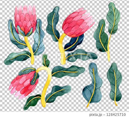set of protea flowers in retro style. watercolor illustration, abstract shapes 128425710