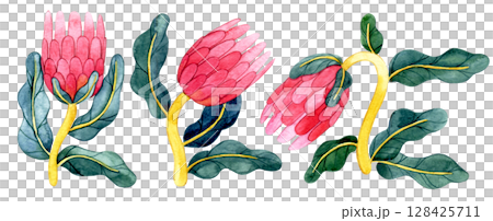 set of protea flowers in retro style. watercolor illustration, abstract shapes 128425711