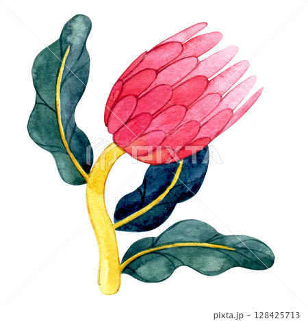 protea flower in retro style. watercolor illustration, abstract shape 128425713