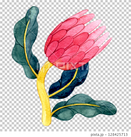 protea flower in retro style. watercolor illustration, abstract shape 128425713