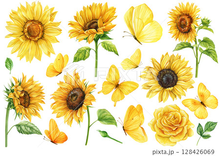 Sunflower and yellow butterfly clipart set with rose flower and green leaves for summer floral design. Watercolor illustration 128426069