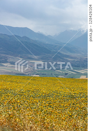 Field of yellow flowers in mountainous area, natural background Field of yellow flowers in mountainous area, natural background 128426104