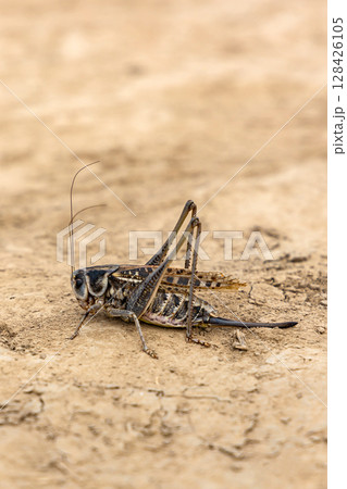 Grasshopper with long legs close-up, on sandy ground, side view 128426105