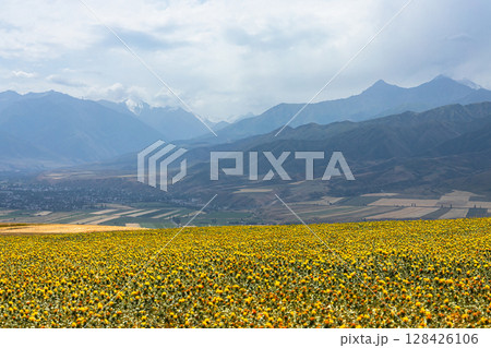 Field of yellow flowers in the mountains, natural background Field of yellow flowers in the mountains, natural background 128426106