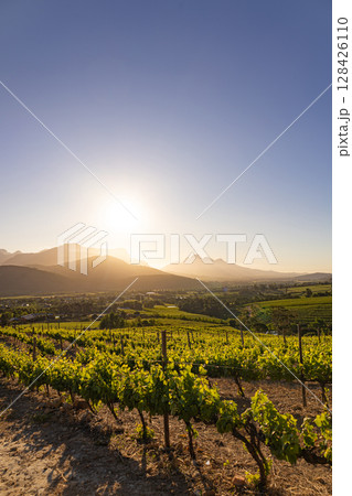 Vineyard fields landscape, vine grapes rows, golden hour 128426110