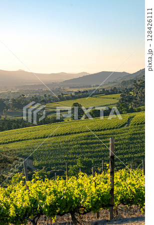 Vineyard fields landscape, vine grapes rows 128426111