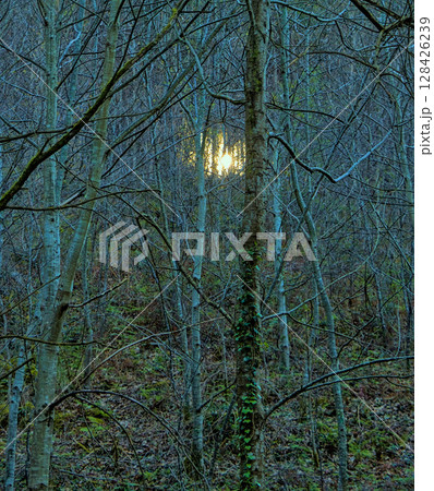 Glowing lights in the woods. 128426239