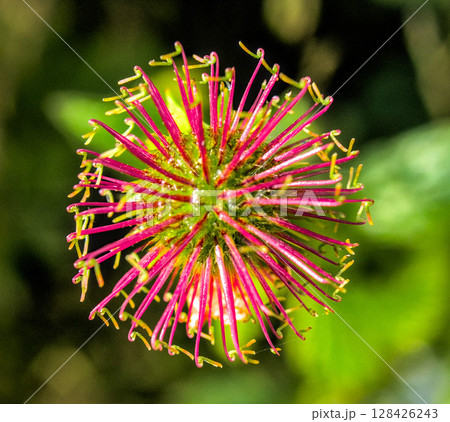 purple flower with petals 128426243