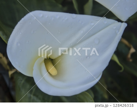 water lily plant that is the symbol of pure and delicate beauty 128426318