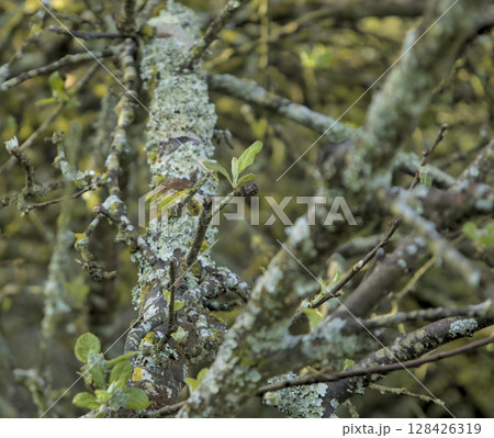 branch of an apple tree that begins to bloom 128426319