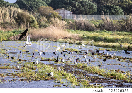 Glossy ibis, Plegadis falcinellus and seagulls at Porto Palafita da Carrasqueira in Portugal Glossy ibis, Plegadis falcinellus and seagulls at Porto Palafita da Carrasqueira in Portugal 128426388