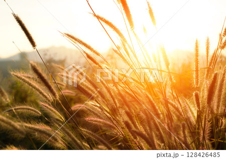 Nature background. African fountain flower blooming grass field with sunset light on background. Poaceae Grass Flowers, select focus only on some point Nature background. African fountain flower blooming grass field with sunset light on background. Poaceae Grass Flowers, select focus only on some point 128426485