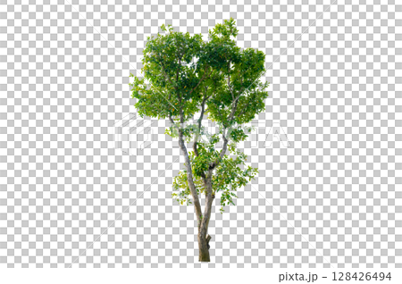 Tree PNG File Trees isolated on white background, tropical trees isolated used for design, advertising and architecture 128426494