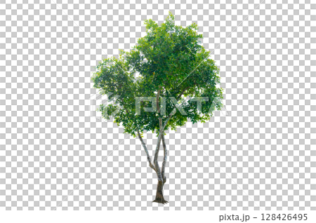 Tree PNG File Trees isolated on white background, tropical trees isolated used for design, advertising and architecture Tree PNG File Trees isolated on white background, tropical trees isolated used for design, advertising and architecture 128426495