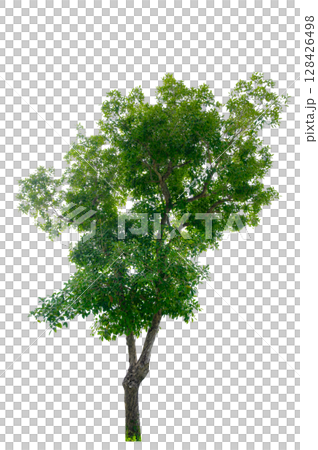 Tree PNG File Trees isolated on white background, tropical trees isolated used for design, advertising and architecture 128426498