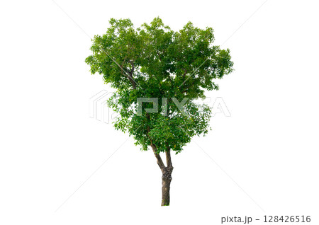 Trees isolated on white background, tropical trees isolated used for design, advertising and architecture Trees isolated on white background, tropical trees isolated used for design, advertising and architecture 128426516