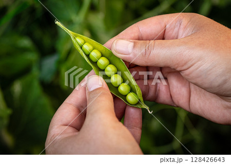 Fresh green peas 128426643