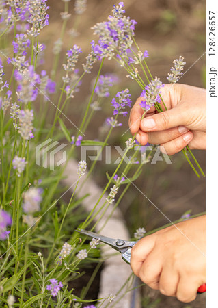 Gardener harvesting lavender flowers Gardener harvesting lavender flowers 128426657