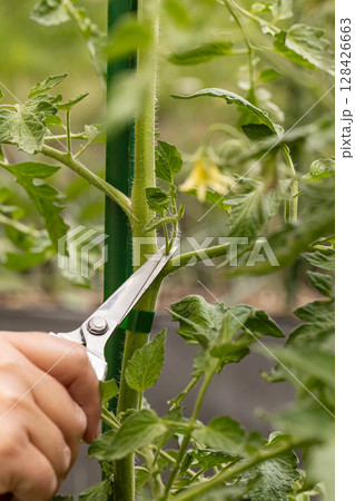 Close up of hands pruning tomato plants Close up of hands pruning tomato plants 128426663