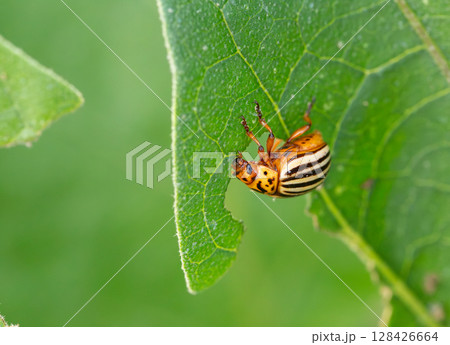 Colorado potato beetle Colorado potato beetle 128426664