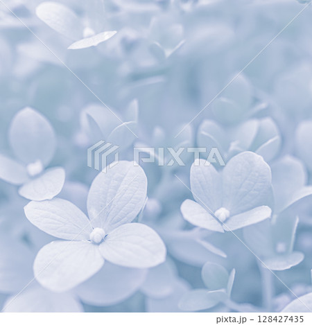 Background of white blue petals of Hydrangea or Hydrangea close-up. Soft focus 128427435
