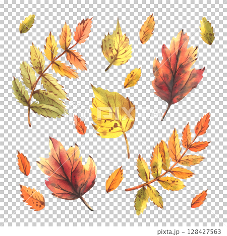 A set of watercolor illustrations with colorful autumn leaves, rowan, maple, birch, hand-drawn juicy, bright, textured. Ideal clip art for seasonal decor, compositions, invitations and paper products. 128427563