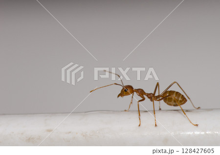 Yellow crazy ant. Yellow crazy ant. 128427605