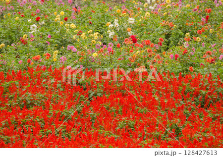 Scarlet sage and dahlias. 128427613
