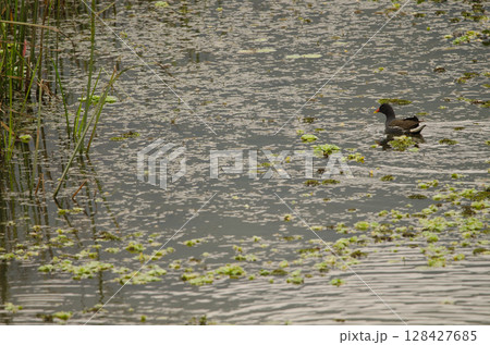Common moorhen Gallinula chloropus chloropus. Common moorhen Gallinula chloropus chloropus. 128427685