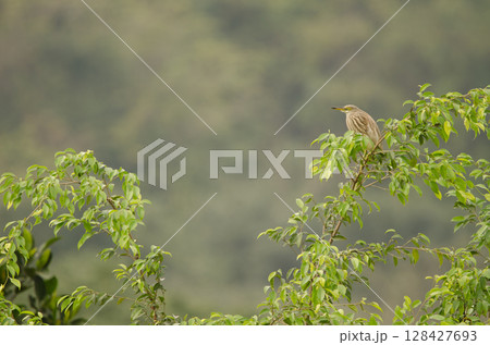 Chinese pond heron. Chinese pond heron. 128427693