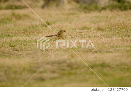 Plain prinia Prinia inornata extensicauda. Plain prinia Prinia inornata extensicauda. 128427709