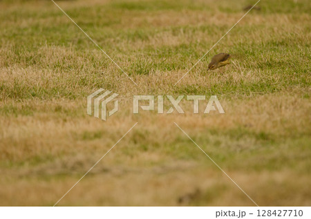 Plain prinia hunting insects. Plain prinia hunting insects. 128427710