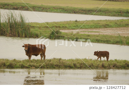 Cow and calf. 128427712