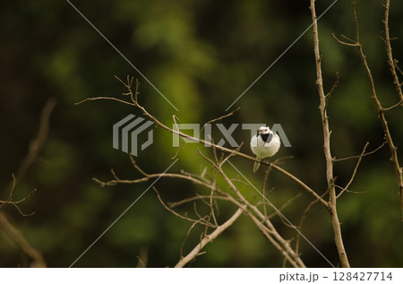 White wagtail Motacilla alba. 128427714