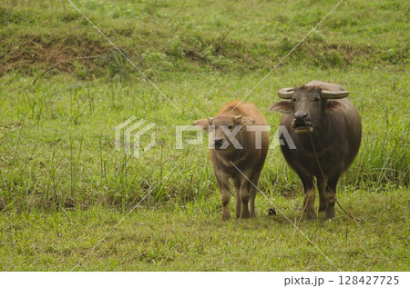 Water buffalo Bubalus bubalis. Water buffalo Bubalus bubalis. 128427725