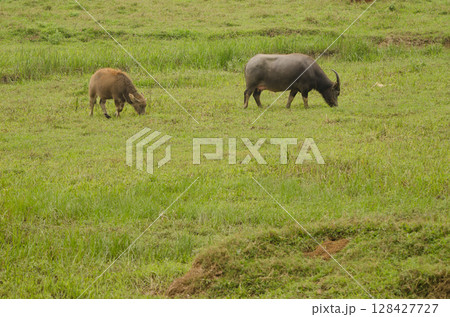 Water buffalo Bubalus bubalis. Water buffalo Bubalus bubalis. 128427727