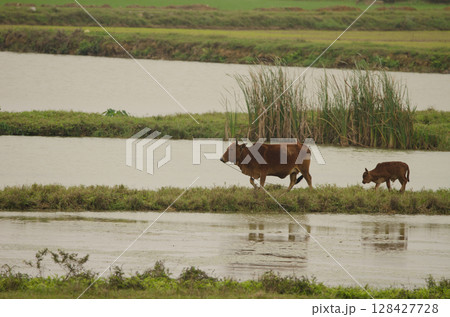 Cow and calf. Cow and calf. 128427728
